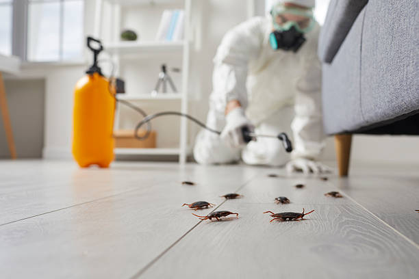 Affordable Termite Control solutions in Burlington, VT